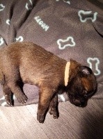 CHIOT ODIN