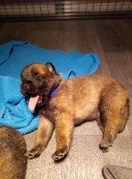 ONYX CHIOT collier bleu
